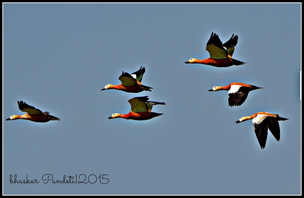 Ruddy Shelduck - ML39495921