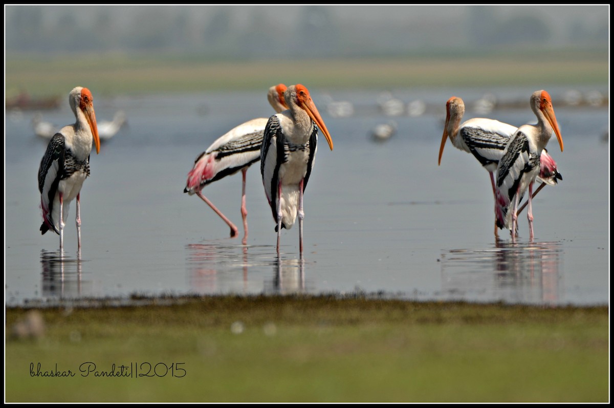 Painted Stork - ML39496001