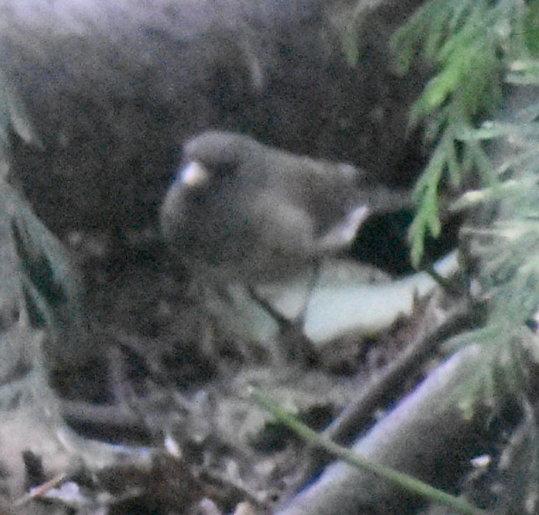 Dark-eyed Junco - ML394960011