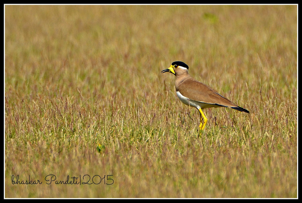 Yellow-wattled Lapwing - ML39496051