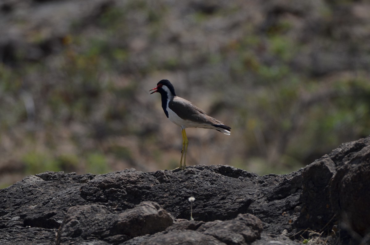 Red-wattled Lapwing - ML39496111