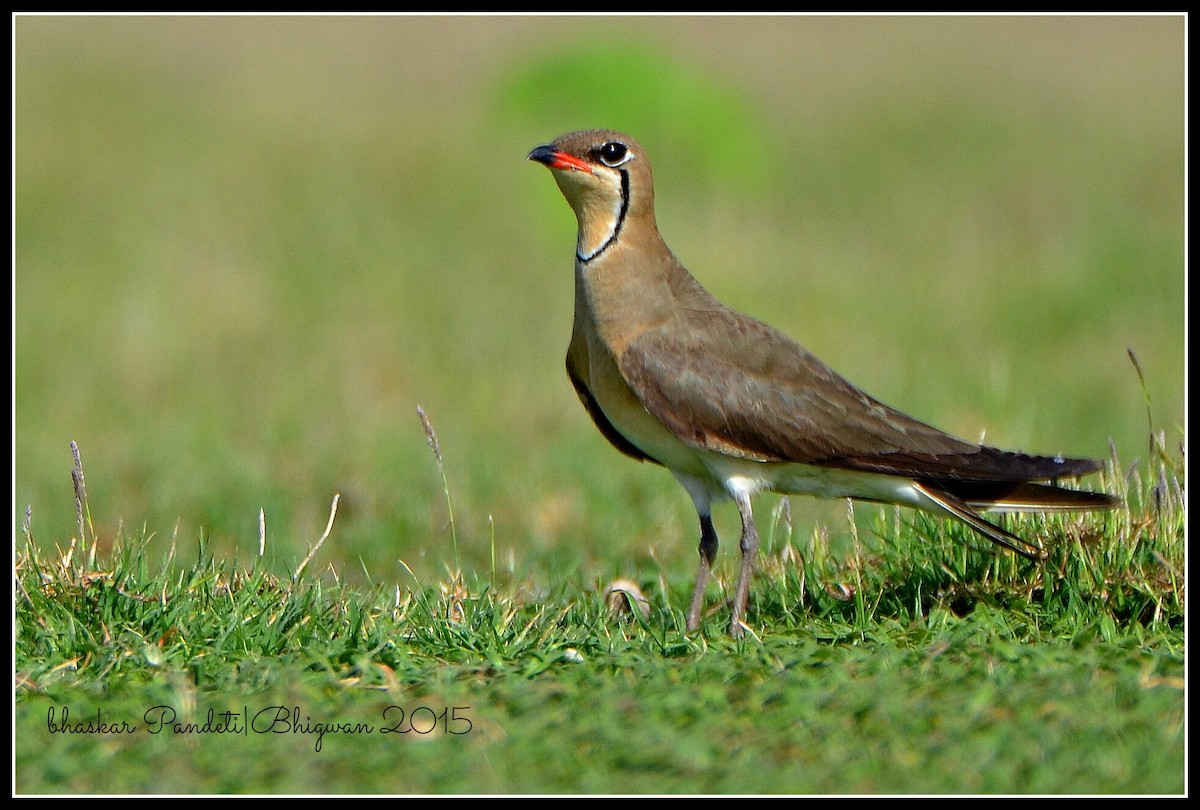 Oriental Pratincole - ML39496131