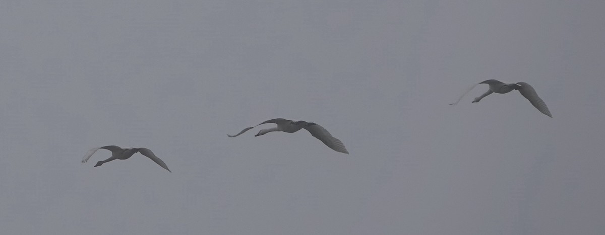 Tundra Swan - ML394961951