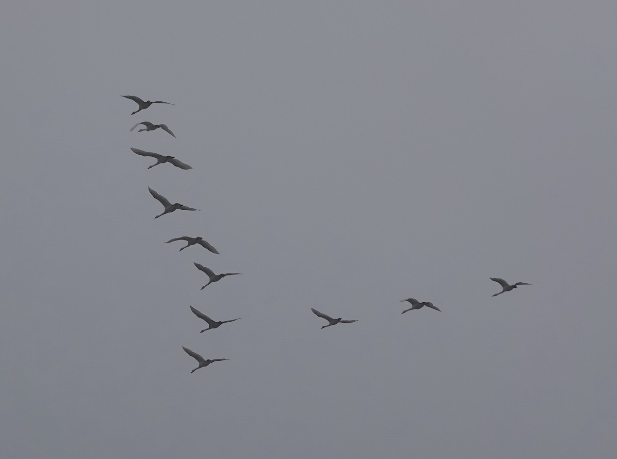 Tundra Swan - ML394962011