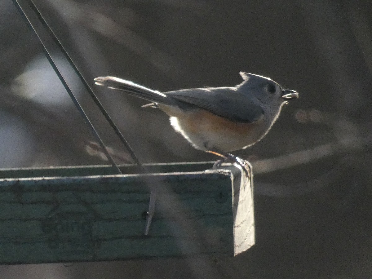 Tufted Titmouse - ML394963991