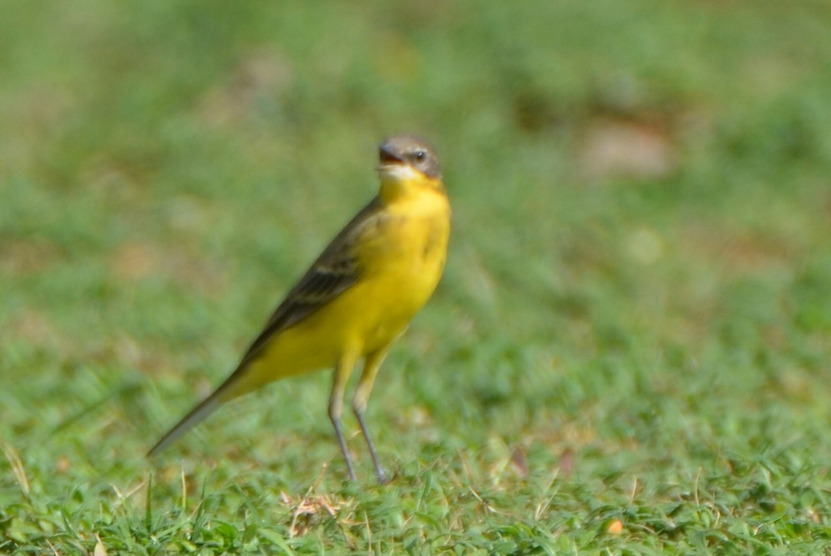 Western Yellow Wagtail - ML39496421