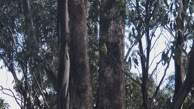 Budgerigar - ML394965881