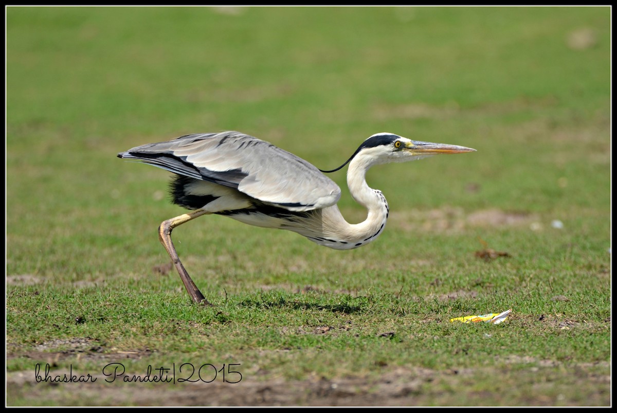 Gray Heron - ML39496641