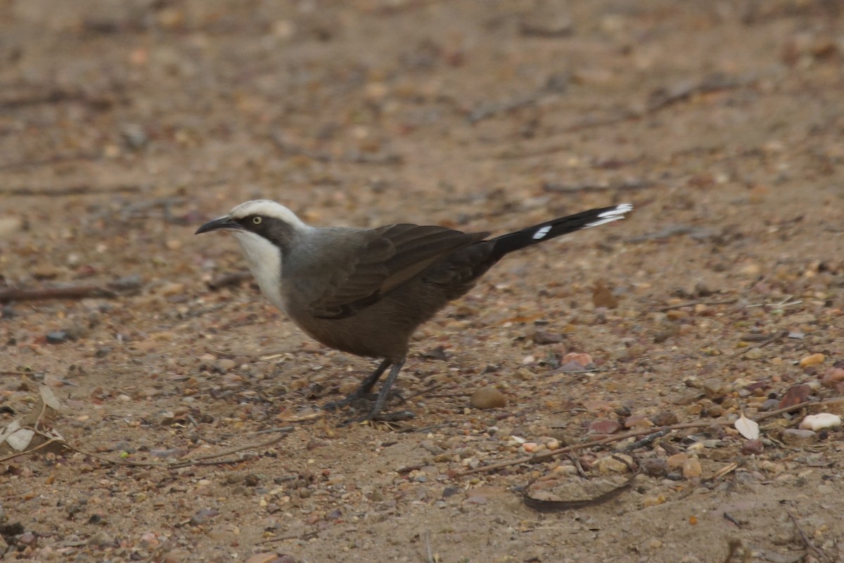 Gray-crowned Babbler - ML394967331