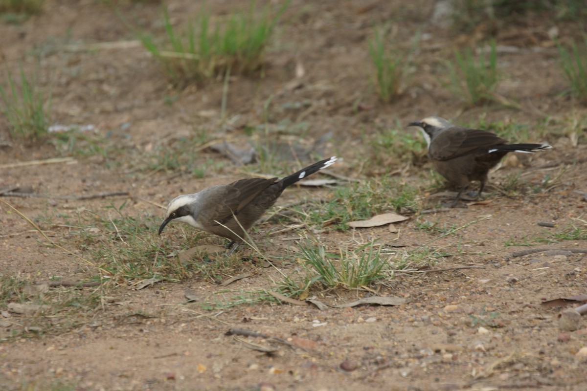 Gray-crowned Babbler - ML394967391