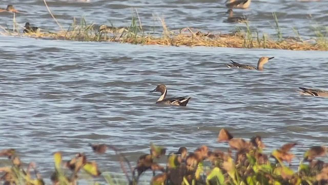 Northern Pintail - ML394968011