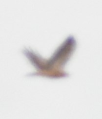 Red-tailed Hawk - ML394968741