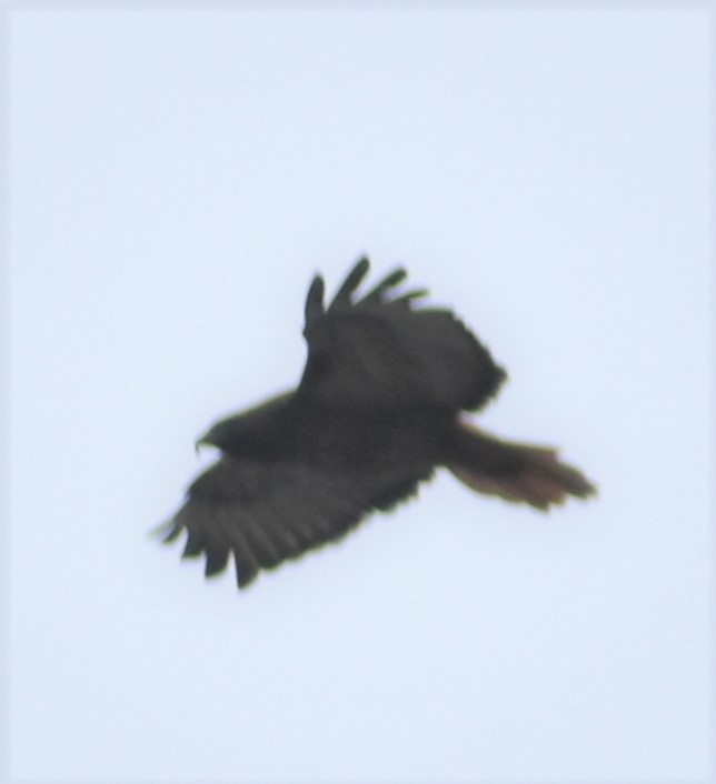 Red-tailed Hawk - ML394969561