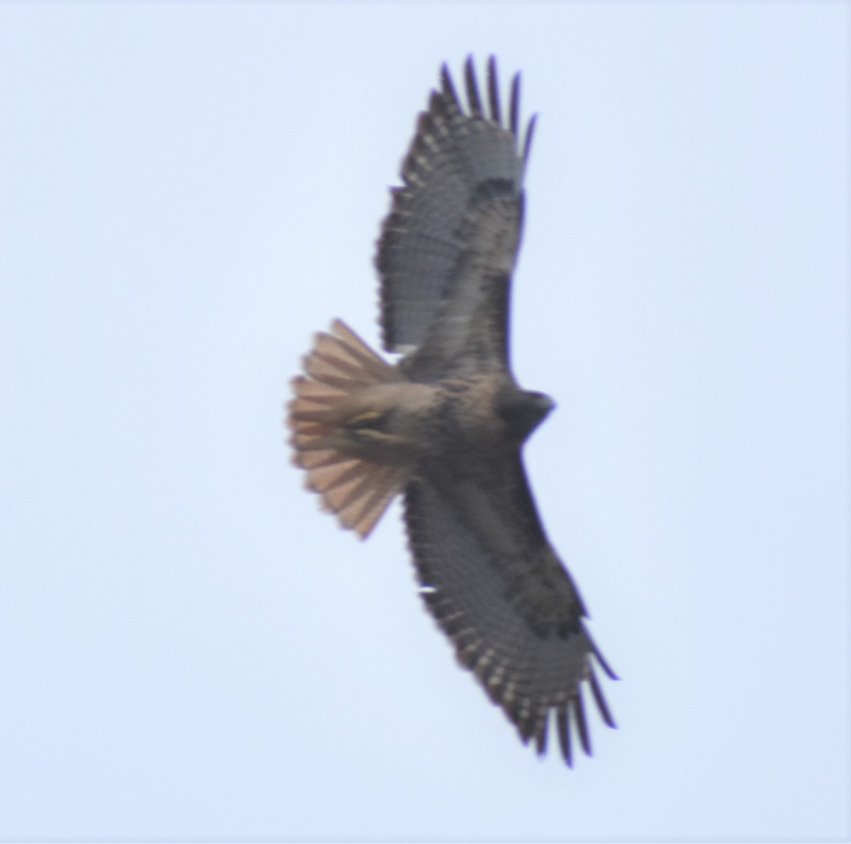 Red-tailed Hawk - ML394970301