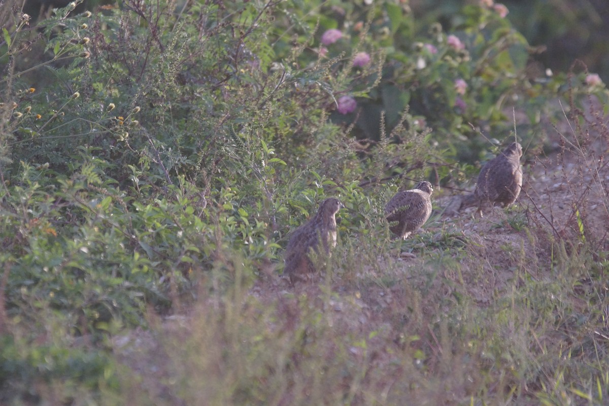 Brown Quail - ML394970591