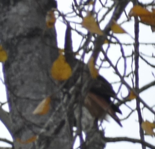 Red-tailed Hawk - ML394971071