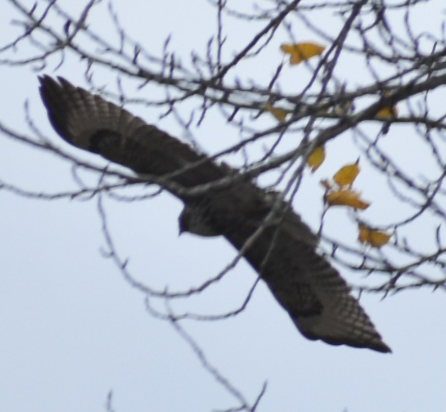 Red-tailed Hawk - ML394971081