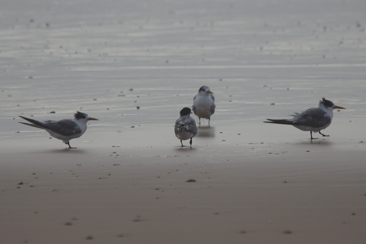 Great Crested Tern - Richard Maarschall