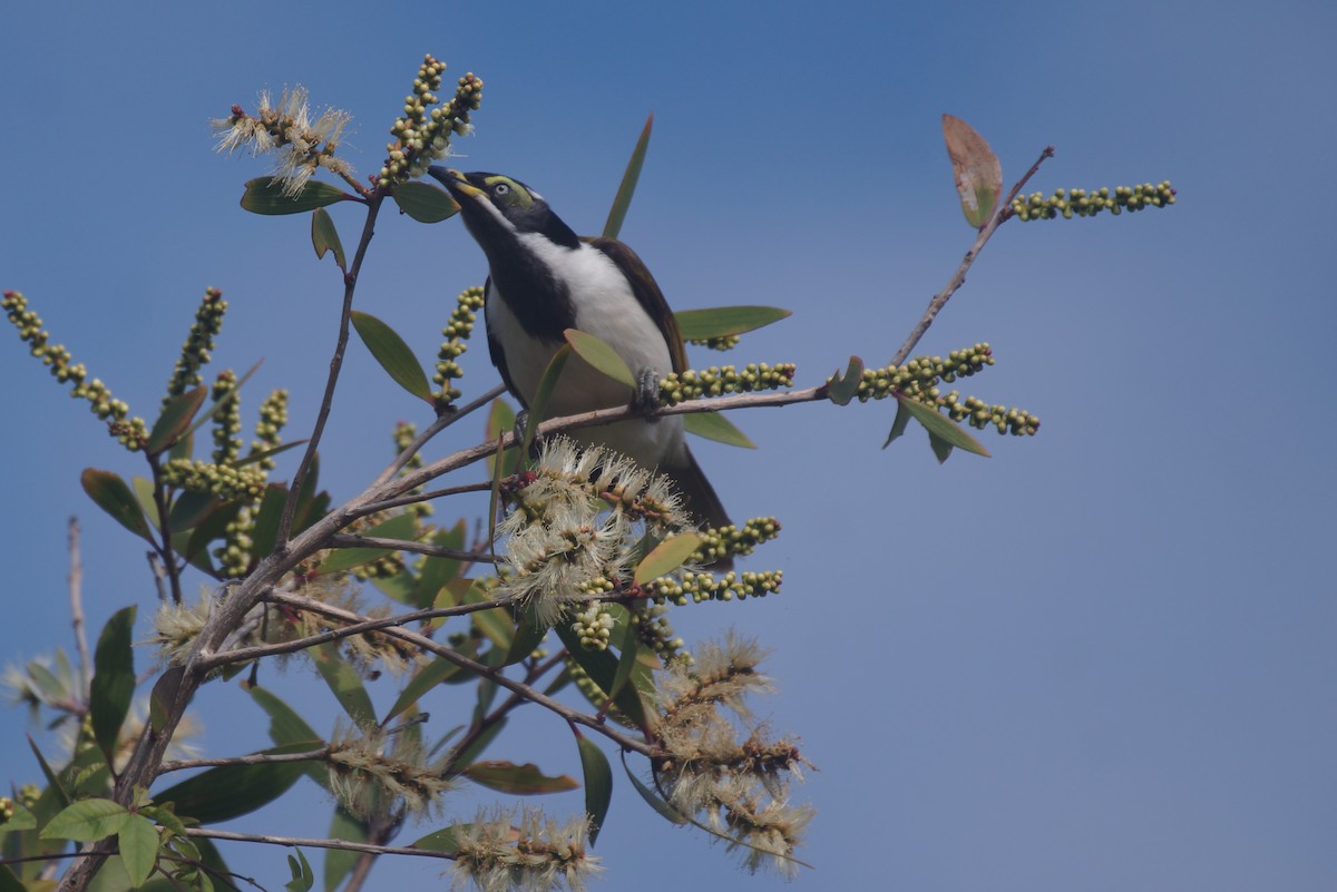 Blue-faced Honeyeater - Richard Maarschall