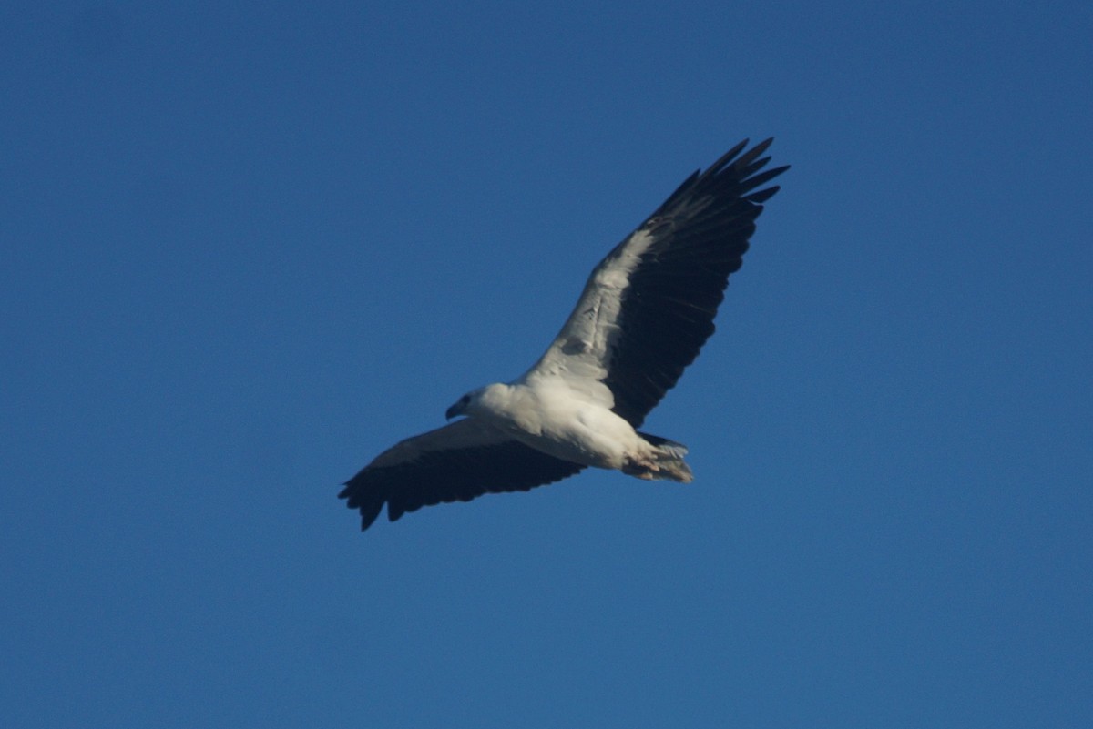 White-bellied Sea-Eagle - ML394972541