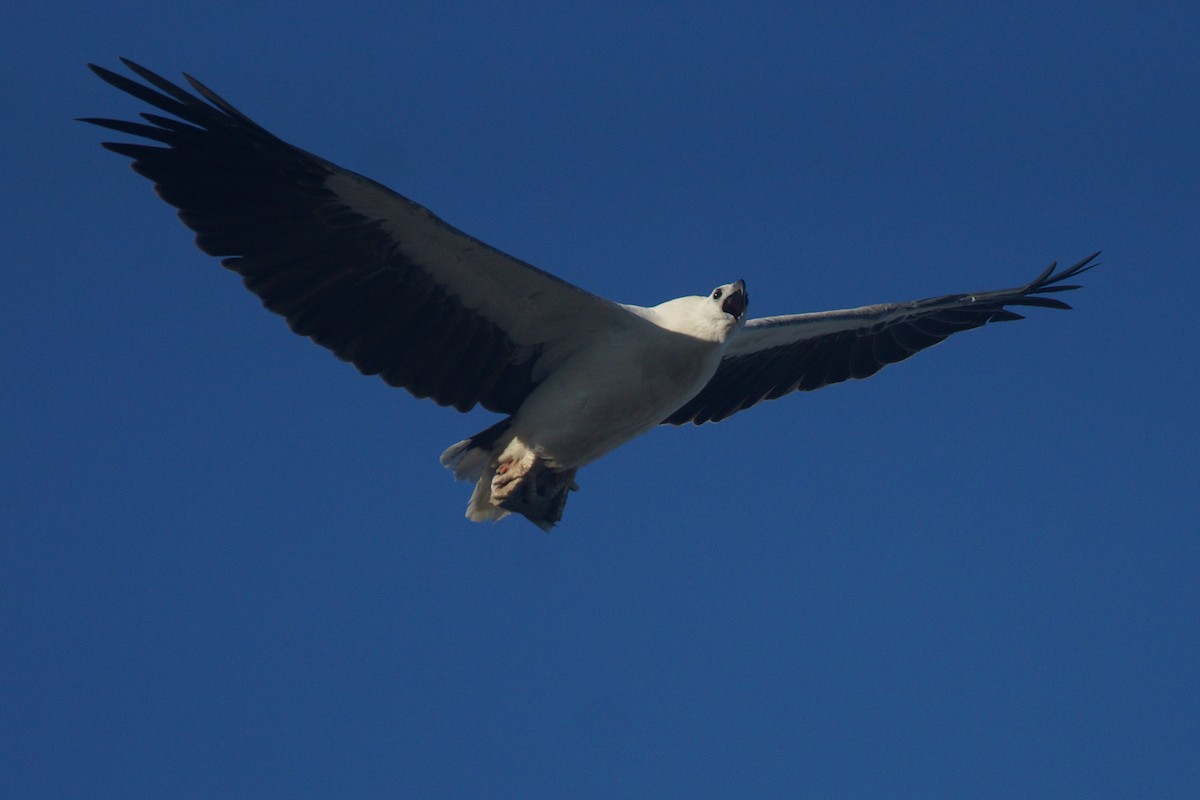 White-bellied Sea-Eagle - Richard Maarschall