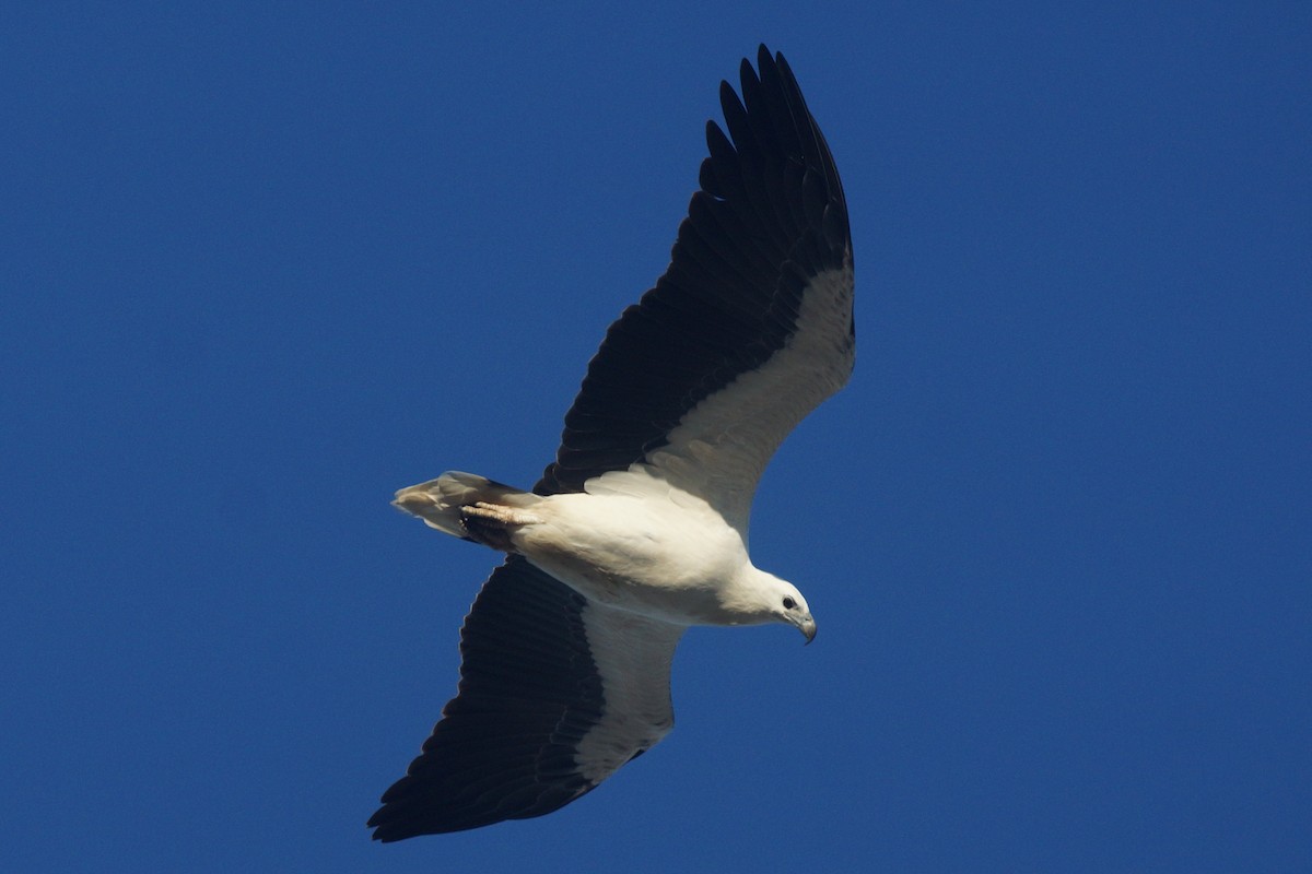 White-bellied Sea-Eagle - Richard Maarschall