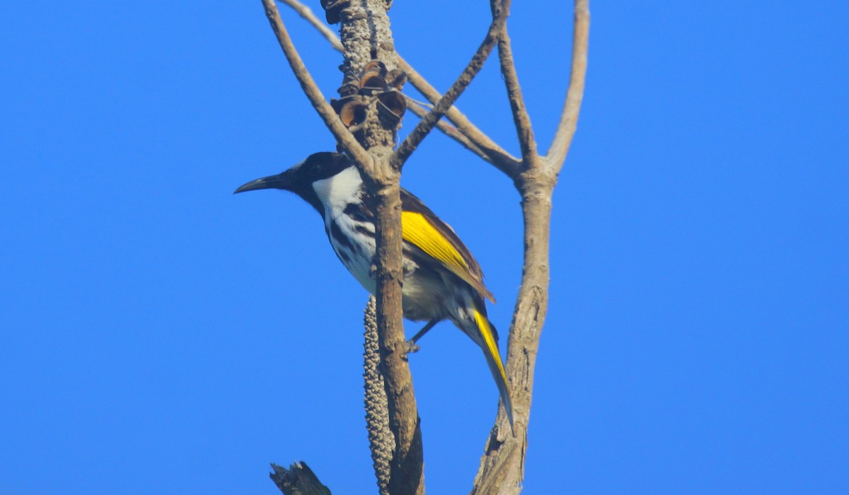 White-cheeked Honeyeater - Richard Maarschall