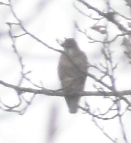 Red-tailed Hawk - ML394973431