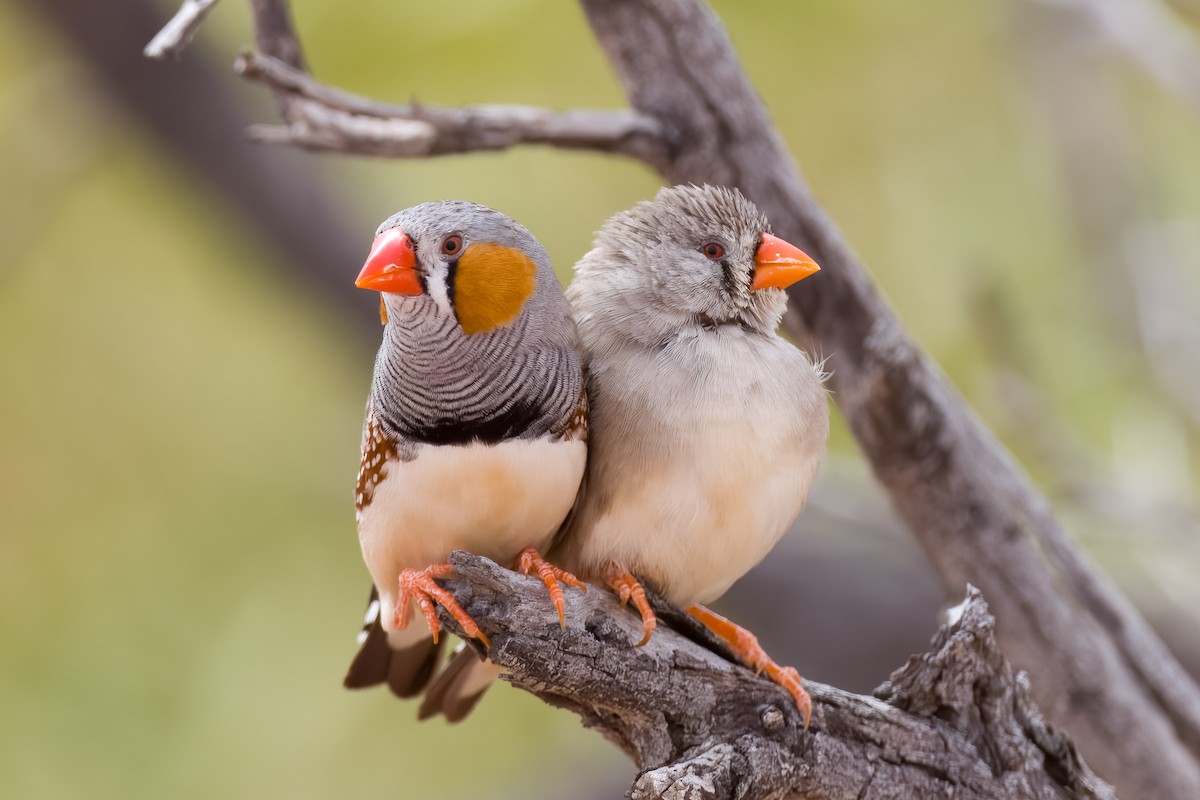 Zebra Finch - ML394973451