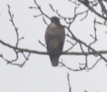 Red-tailed Hawk - ML394973471