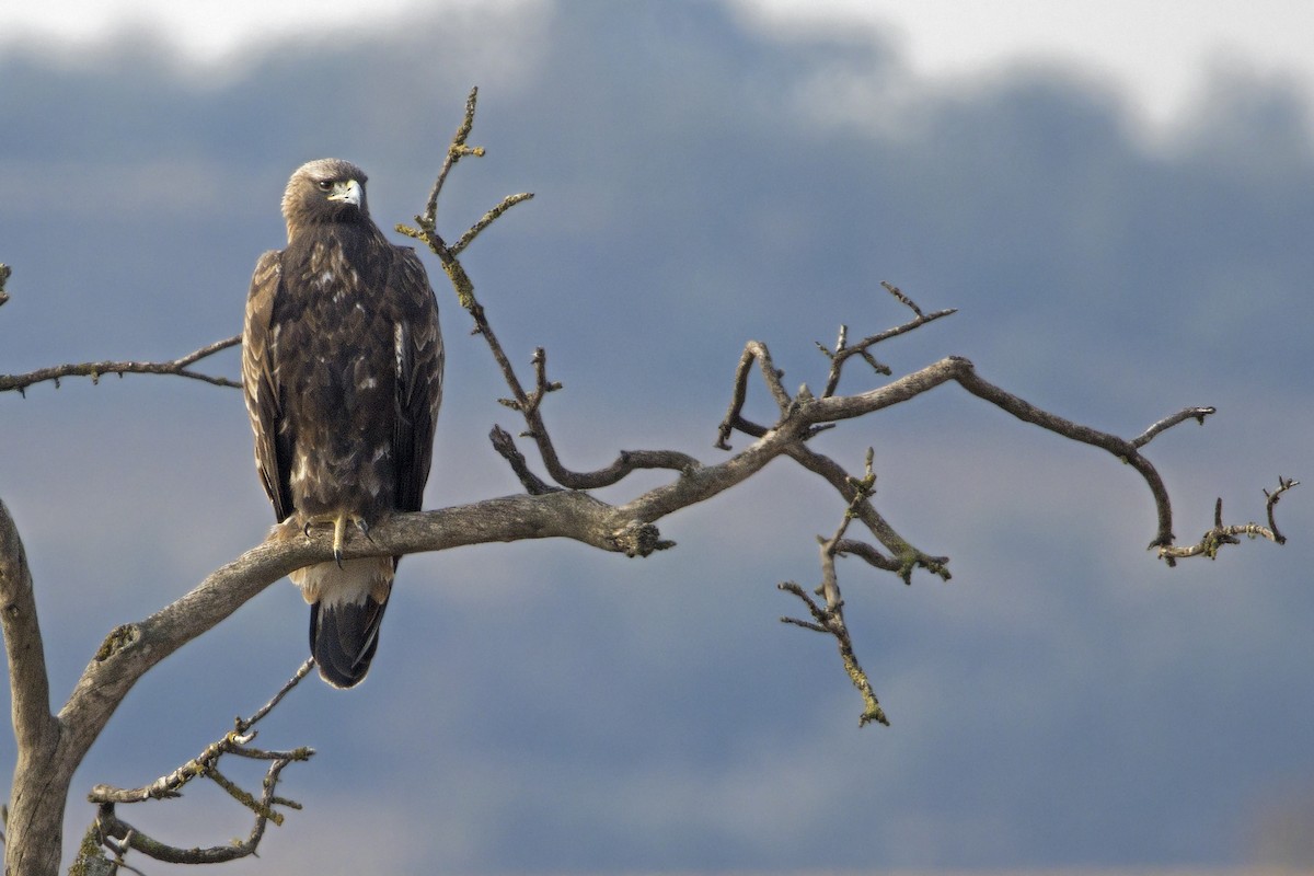 Golden Eagle - Joan Cabellos