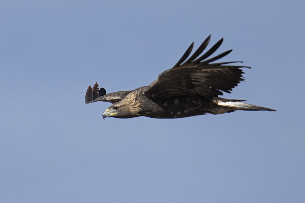 Golden Eagle - Joan Cabellos