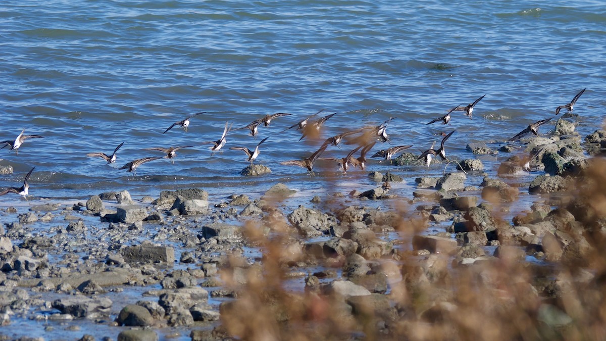 Least Sandpiper - ML394974761