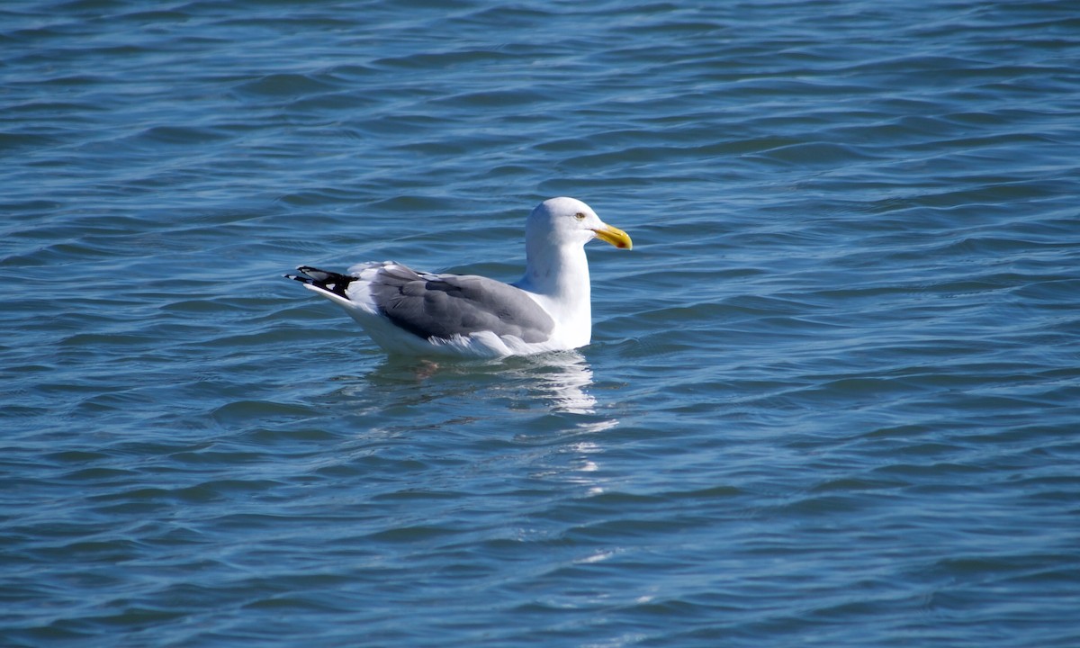 Western Gull - ML394974951