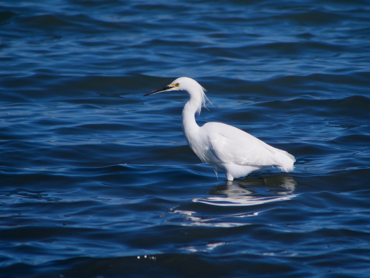 Snowy Egret - Richard Bradus