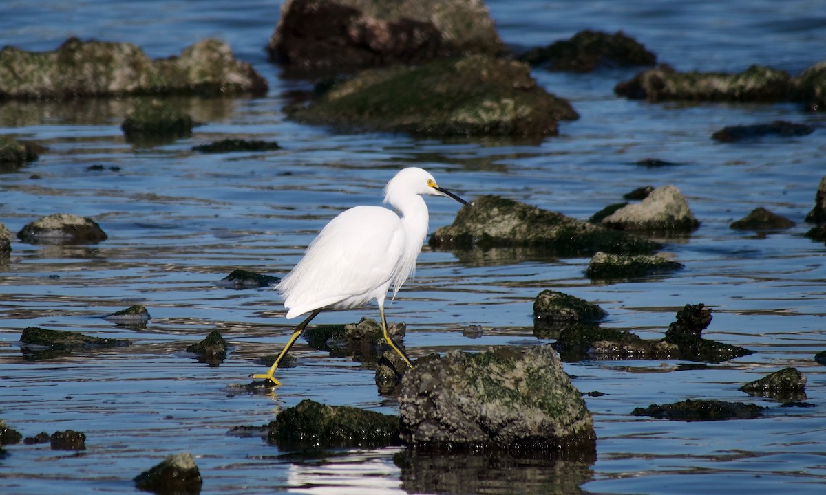 Snowy Egret - ML394975161