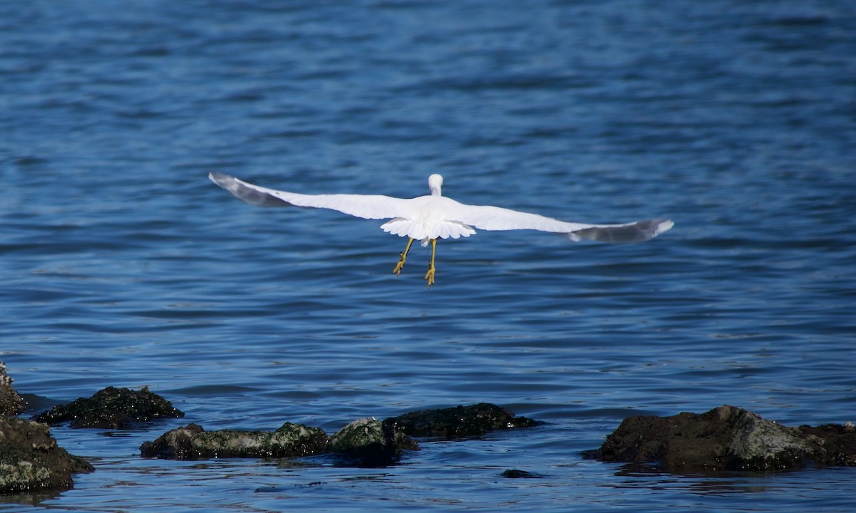 Snowy Egret - ML394975381