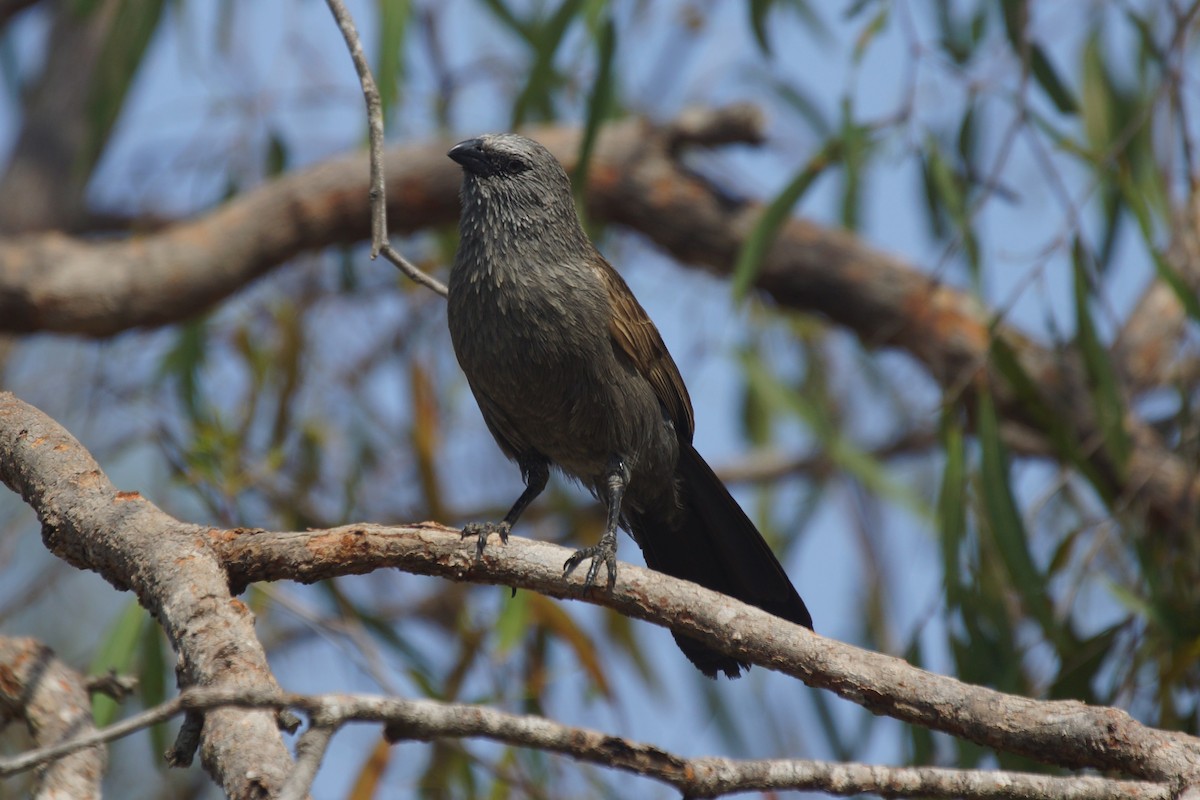 Apostlebird - ML394975711