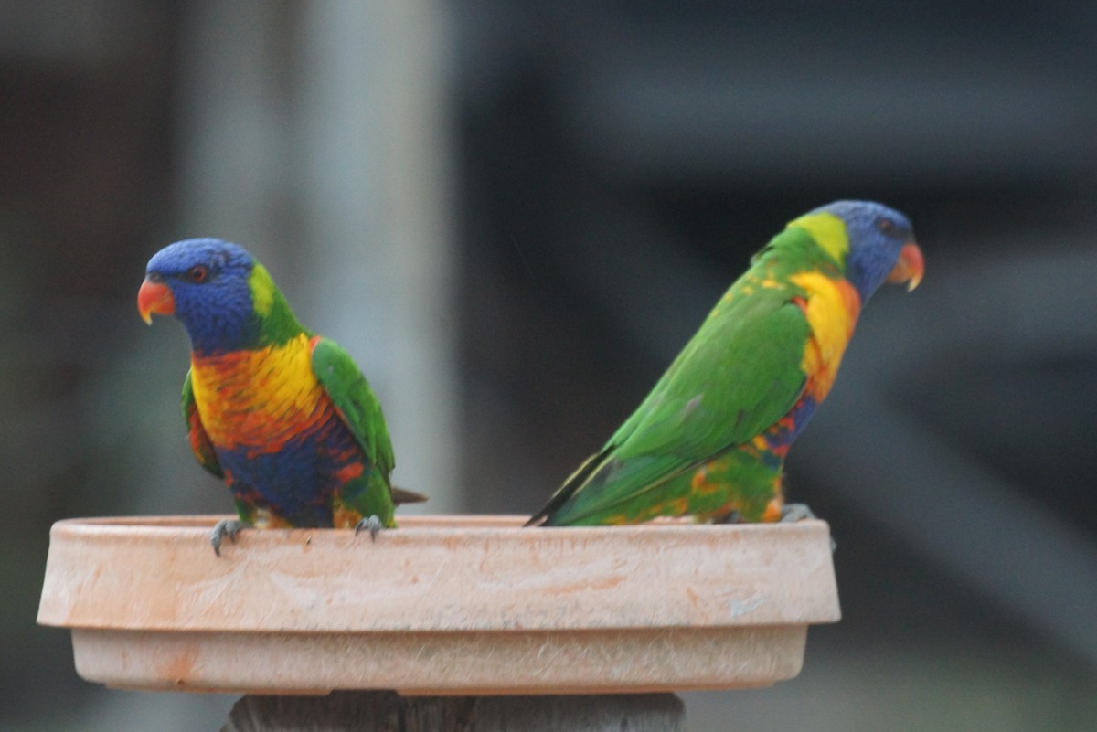 Rainbow Lorikeet - ML394976071