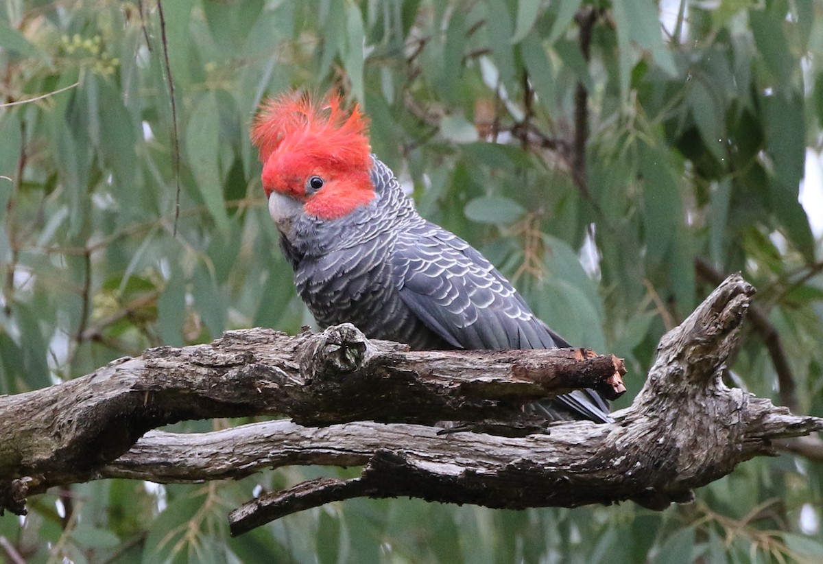 Gang-gang Cockatoo - ML394983161