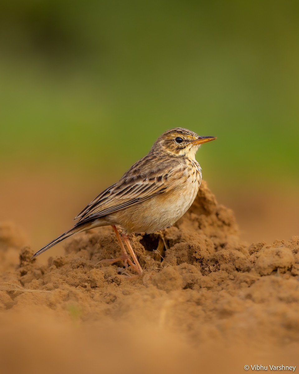 Paddyfield Pipit - Vibhu Varshney