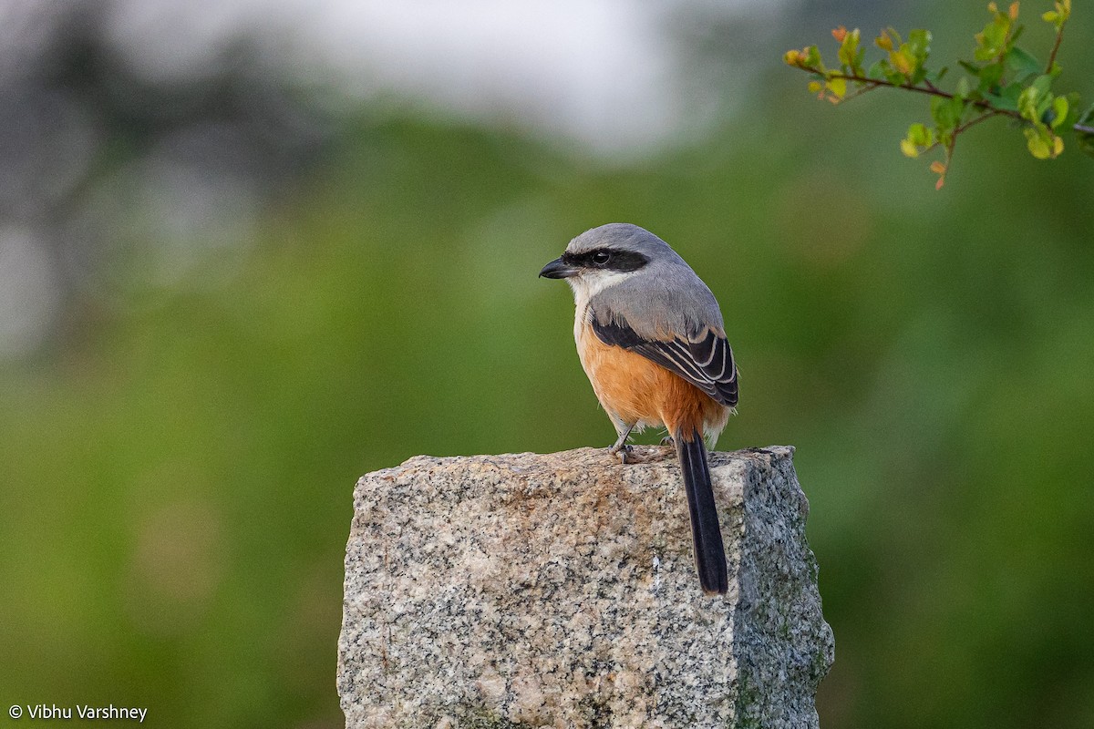 Long-tailed Shrike - Vibhu Varshney