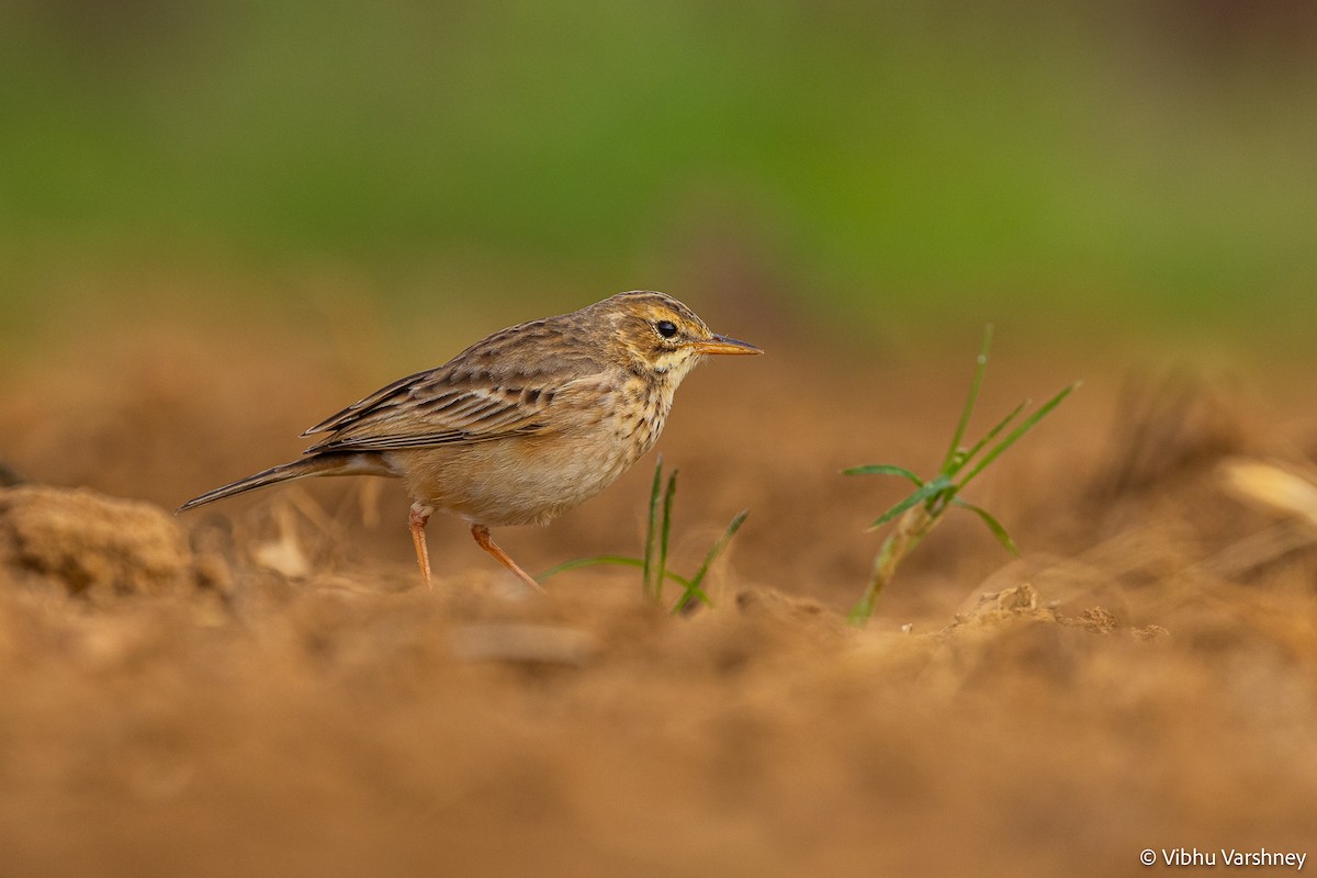 Paddyfield Pipit - Vibhu Varshney