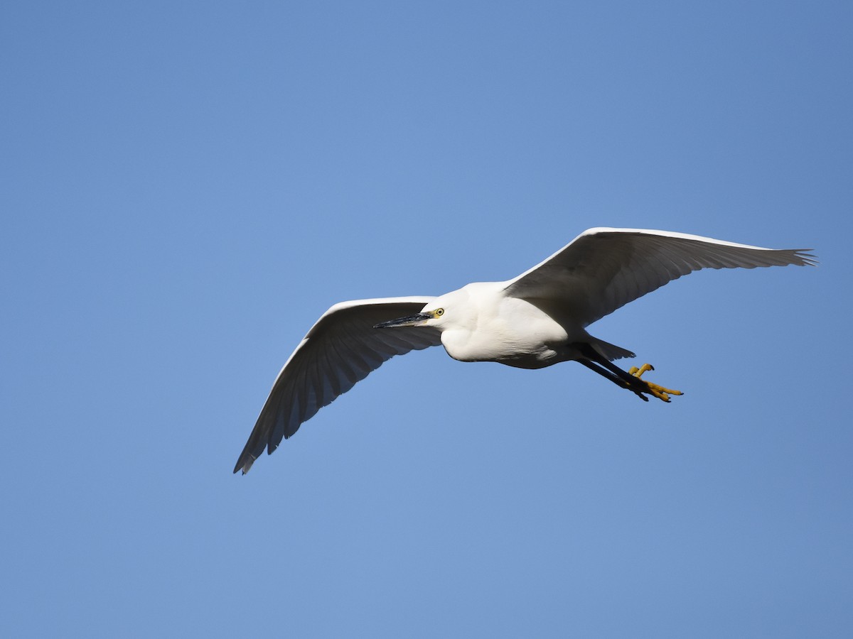 Little Egret - ML394984111