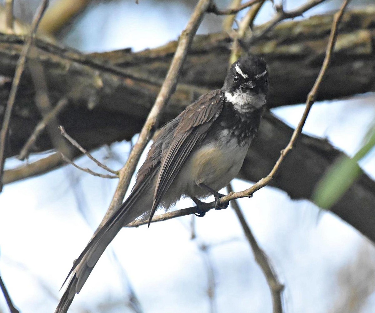 Spot-breasted Fantail - ML394984271