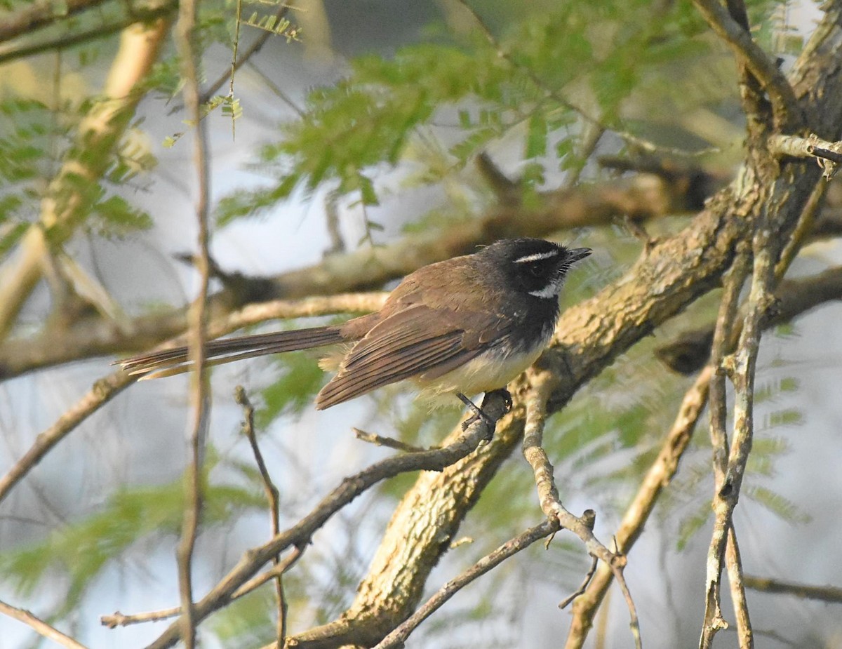 Spot-breasted Fantail - ML394984311