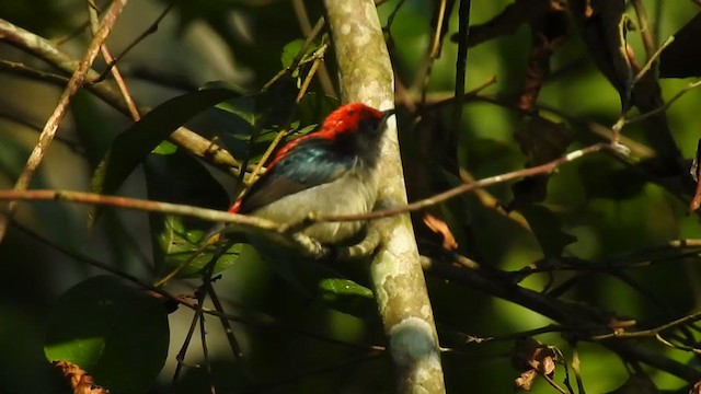 Scarlet-backed Flowerpecker - ML394984331