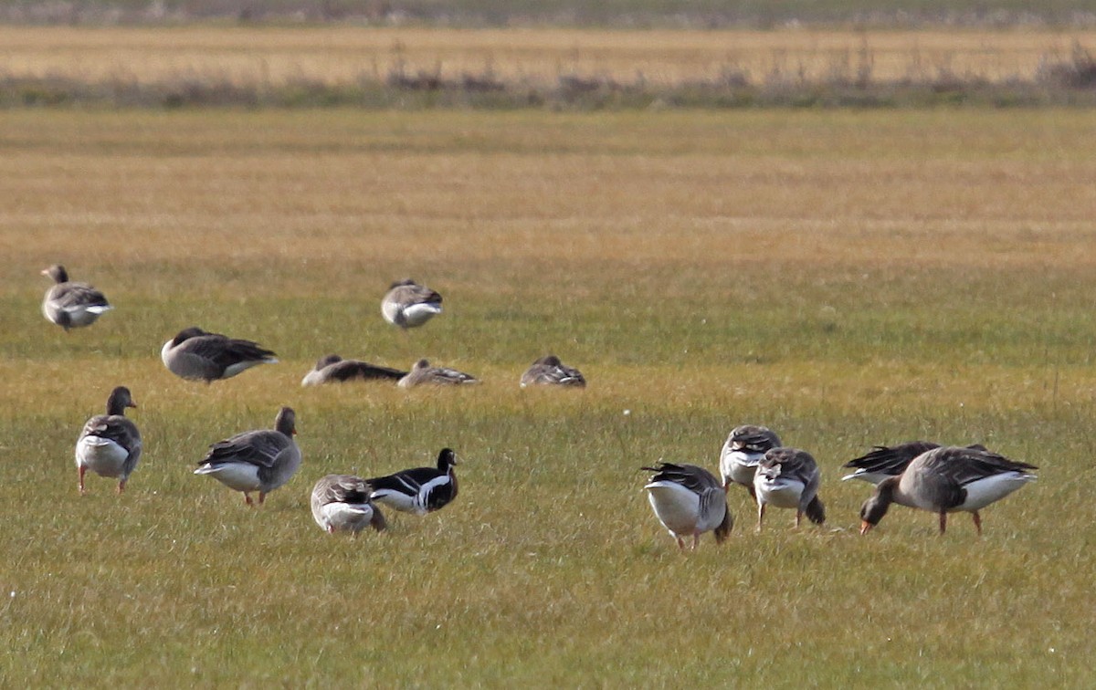 Red-breasted Goose - ML394985271