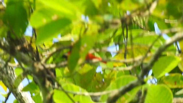 Long-tailed Minivet - ML394986761