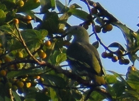 Gray-fronted Green-Pigeon - ML394987011